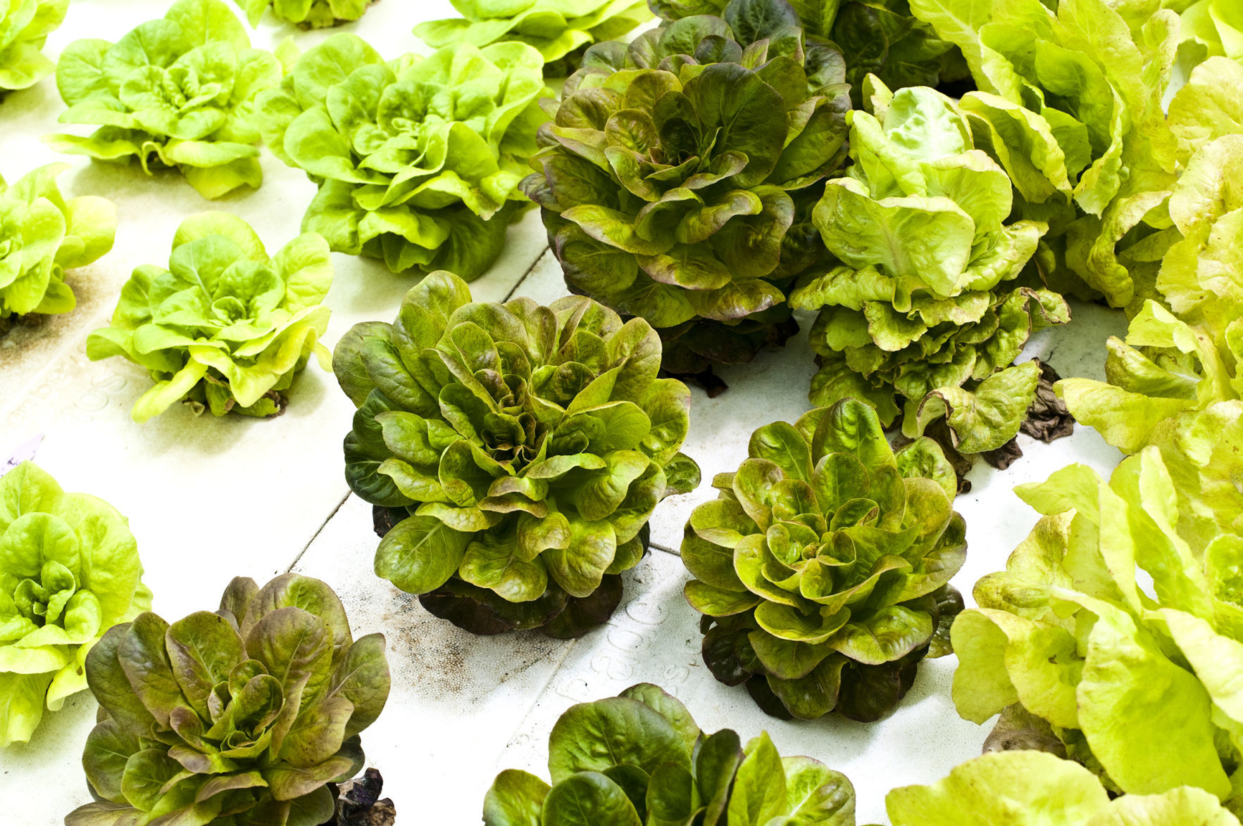 Lettuce, kale, Swiss chard, oh my